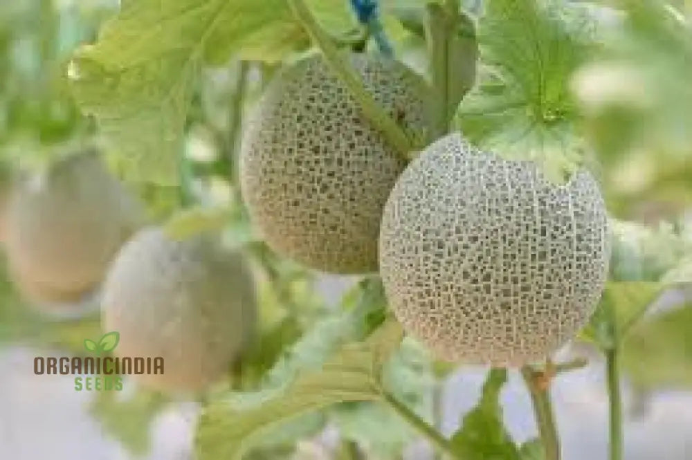 Blenehim Orange Melon Seeds - Sweet And Juicy Heirloom Variety For Your Garden