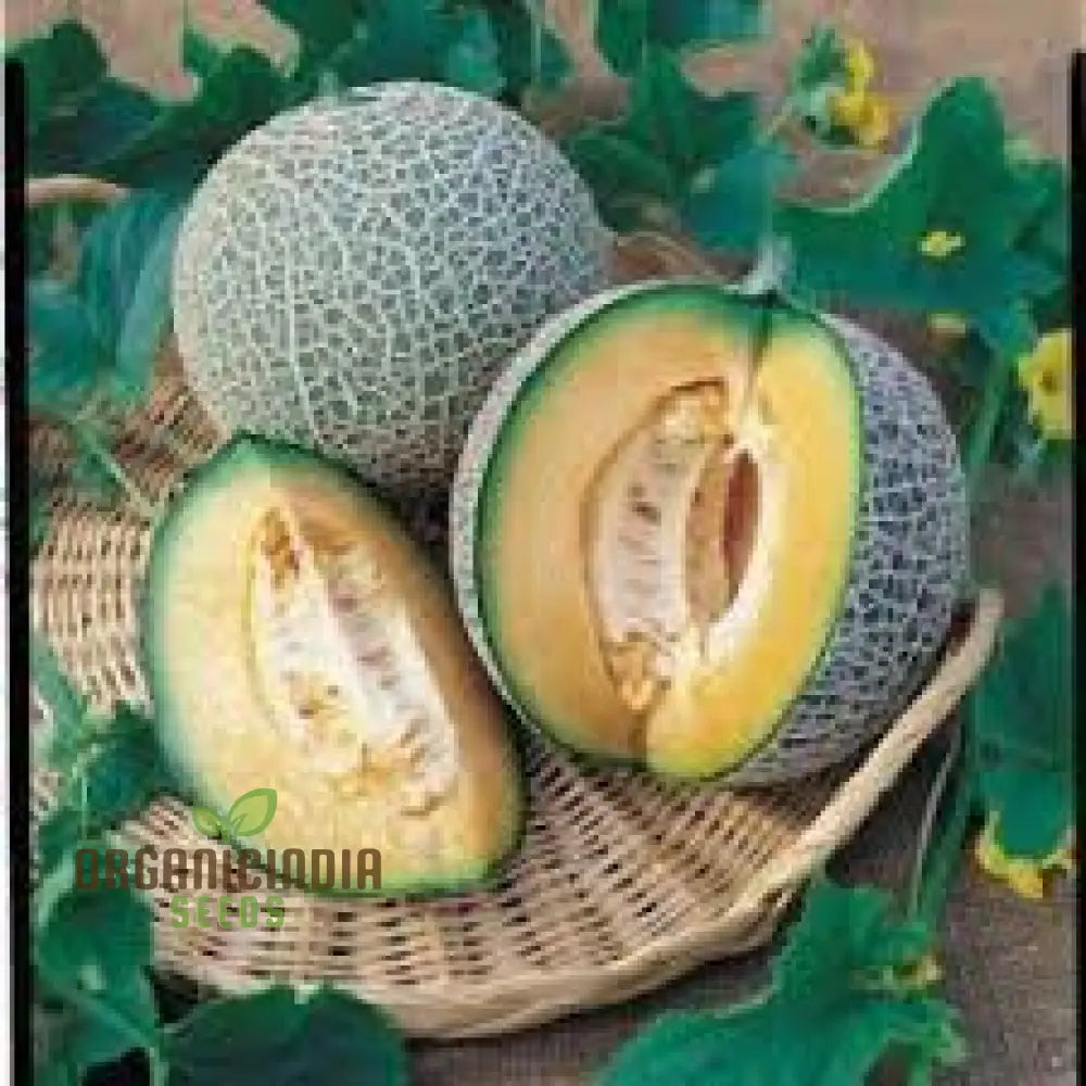 Blenehim Orange Melon Seeds - Sweet And Juicy Heirloom Variety For Your Garden