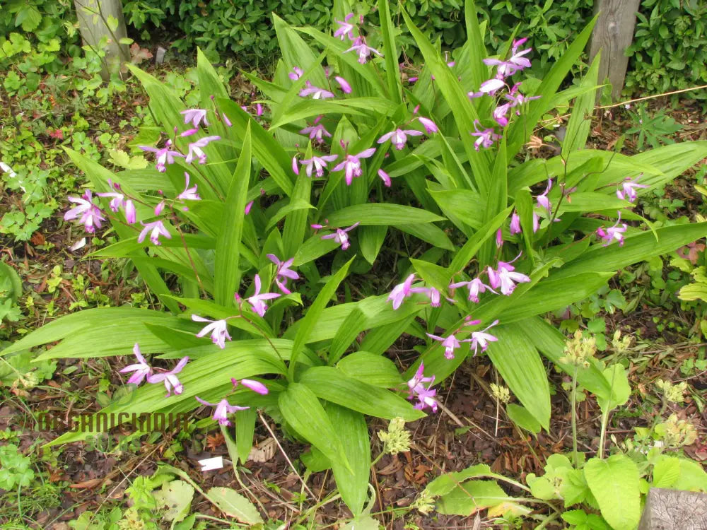 Bletilla Striata Seeds For Planting Grow Your Own Hardy Orchid For A Stunning Garden Display