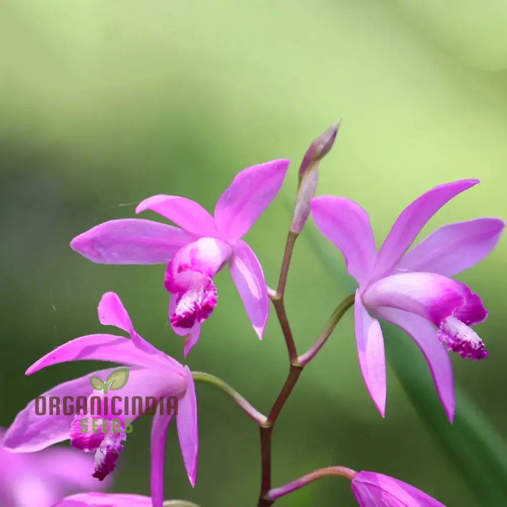 Bletilla Striata Seeds For Planting Grow Your Own Hardy Orchid For A Stunning Garden Display