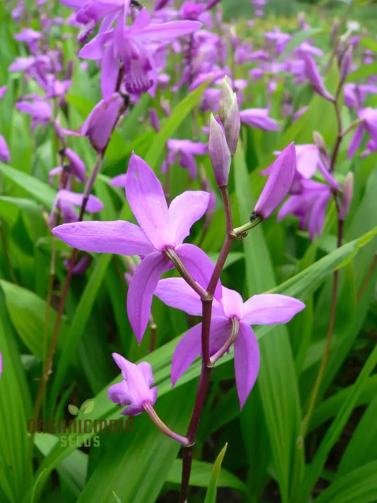 Bletilla Striata Seeds For Planting Grow Your Own Hardy Orchid For A Stunning Garden Display