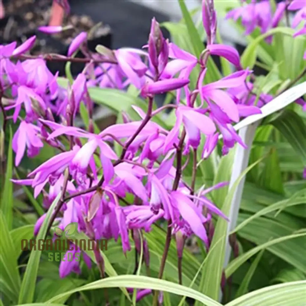 Bletilla Striata Seeds For Planting Grow Your Own Hardy Orchid For A Stunning Garden Display