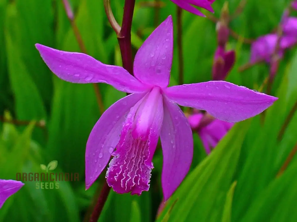 Bletilla Striata Seeds For Planting Grow Your Own Hardy Orchid For A Stunning Garden Display