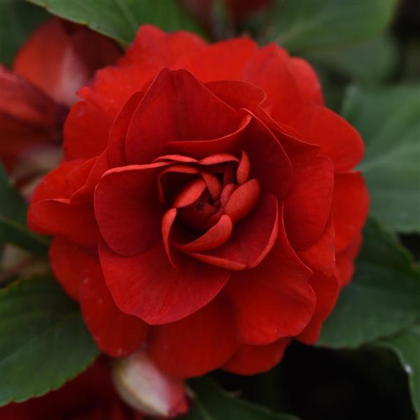 Double Camellia Impatiens Seeds for Planting - 100 pcs - Flower seeds