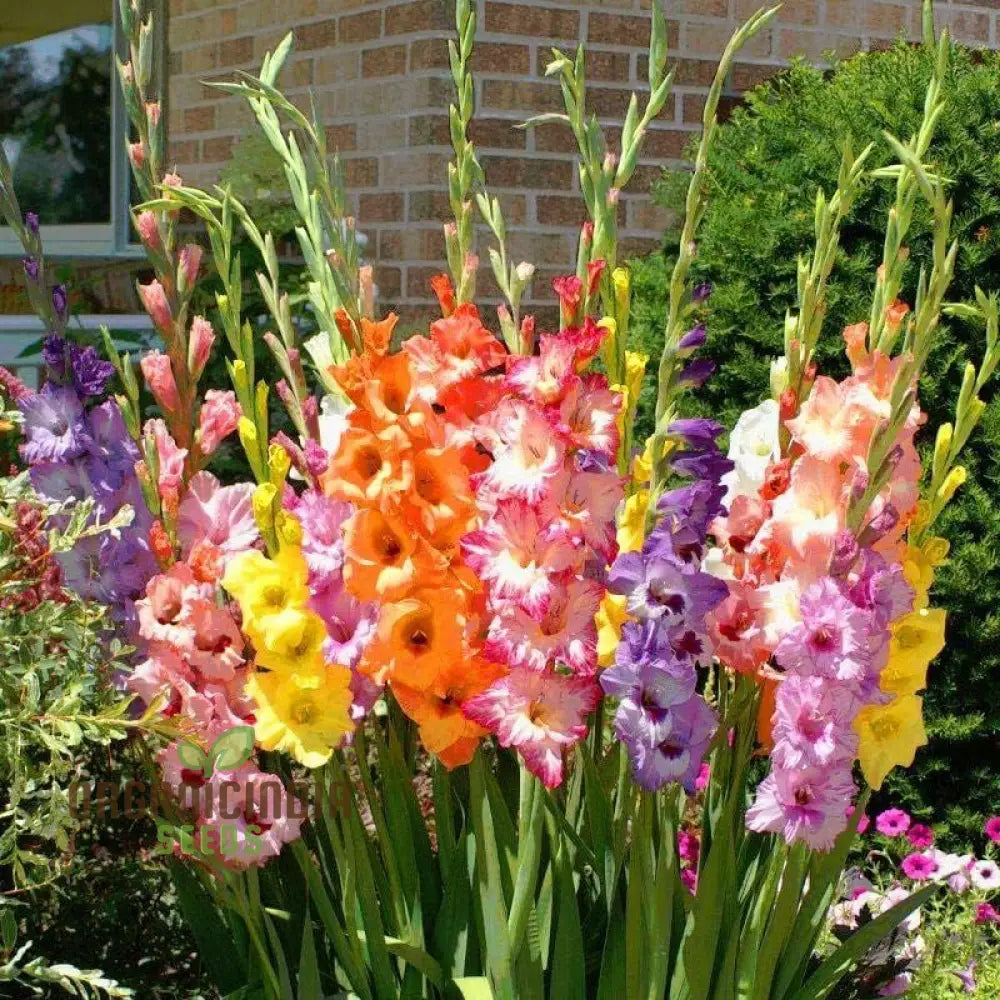 Blooming Beauty Gladiolus Flower Seeds For Gardening And Planting - 100 Pcs Gladioli Bulbs