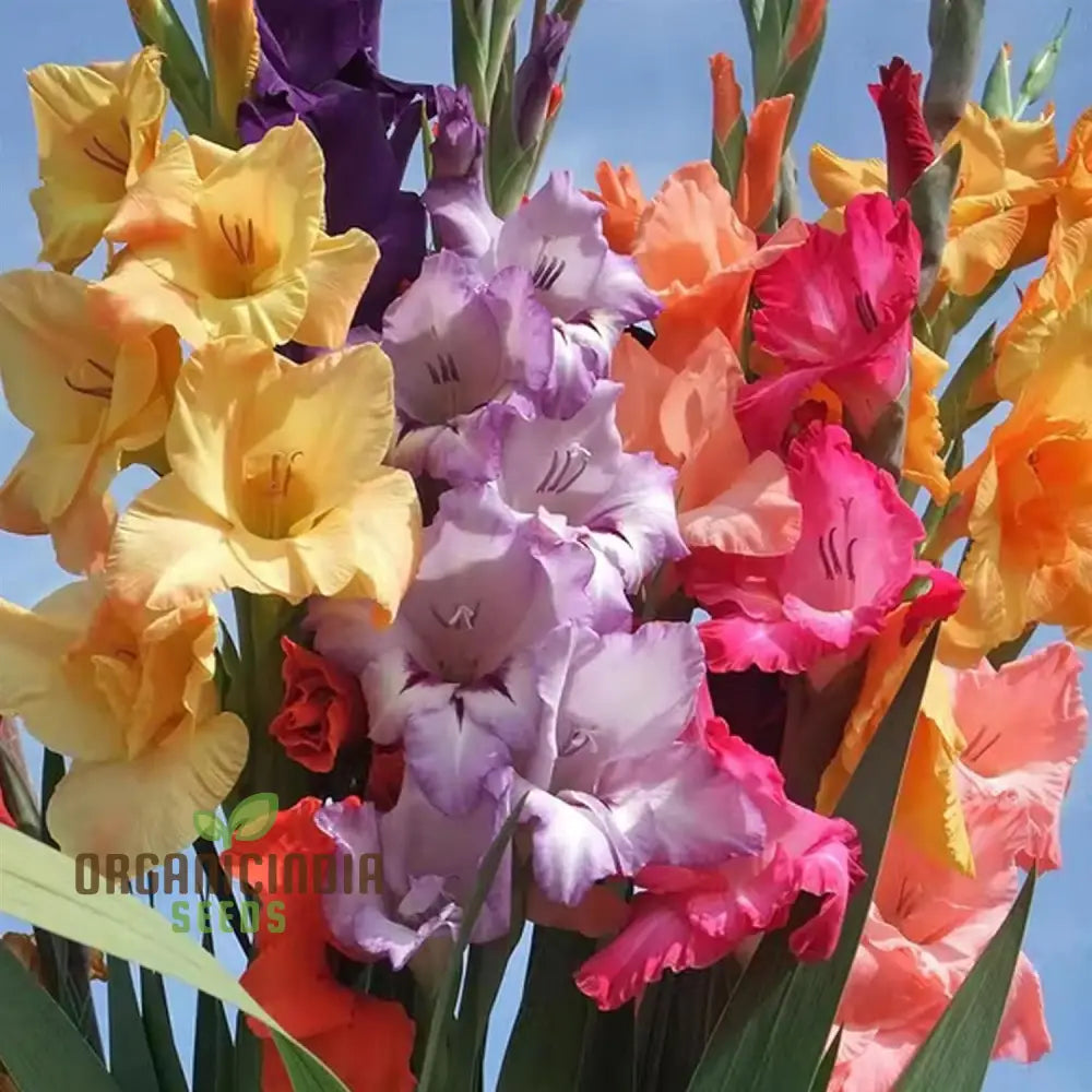 Blooming Beauty Gladiolus Flower Seeds For Gardening And Planting - 100 Pcs Gladioli Bulbs