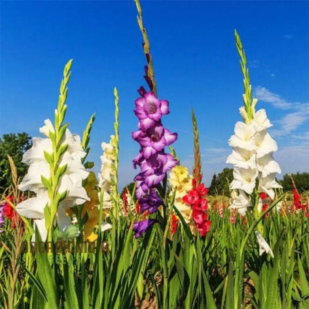 Blooming Beauty Gladiolus Flower Seeds For Gardening And Planting - 100 Pcs Gladioli Bulbs