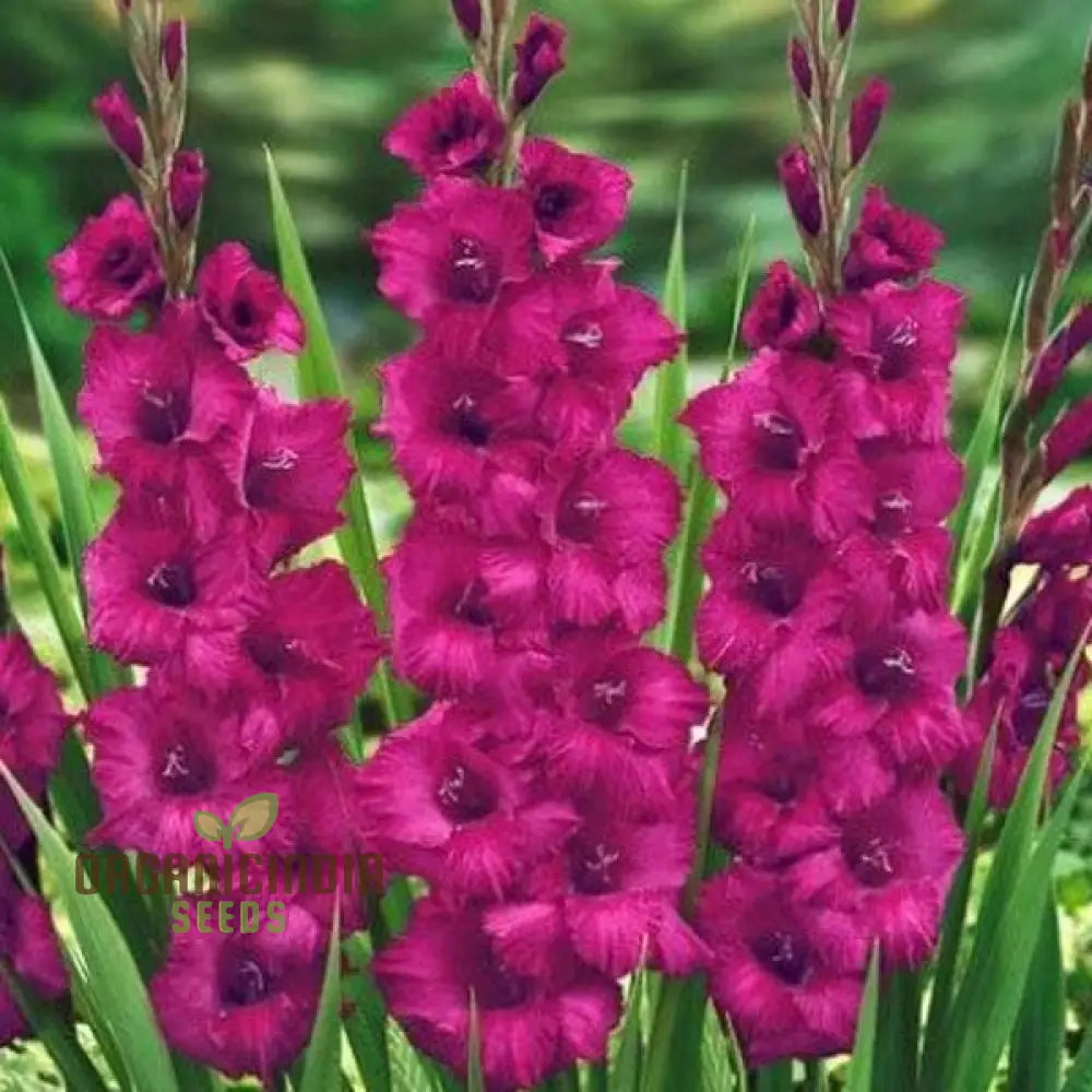 Blooming Beauty Gladiolus Flower Seeds For Gardening And Planting - 100 Pcs Magenta Gladioli Bulbs