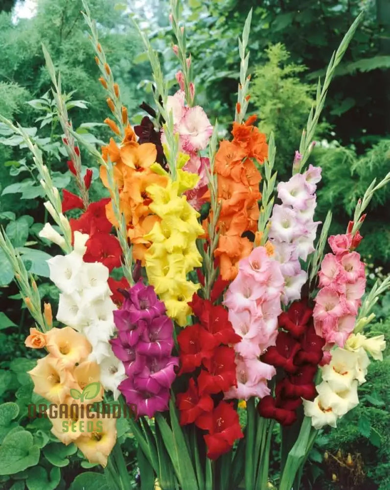 Blooming Beauty Gladiolus Flower Seeds For Gardening And Planting - 100 Pcs Mixed Color Gladioli