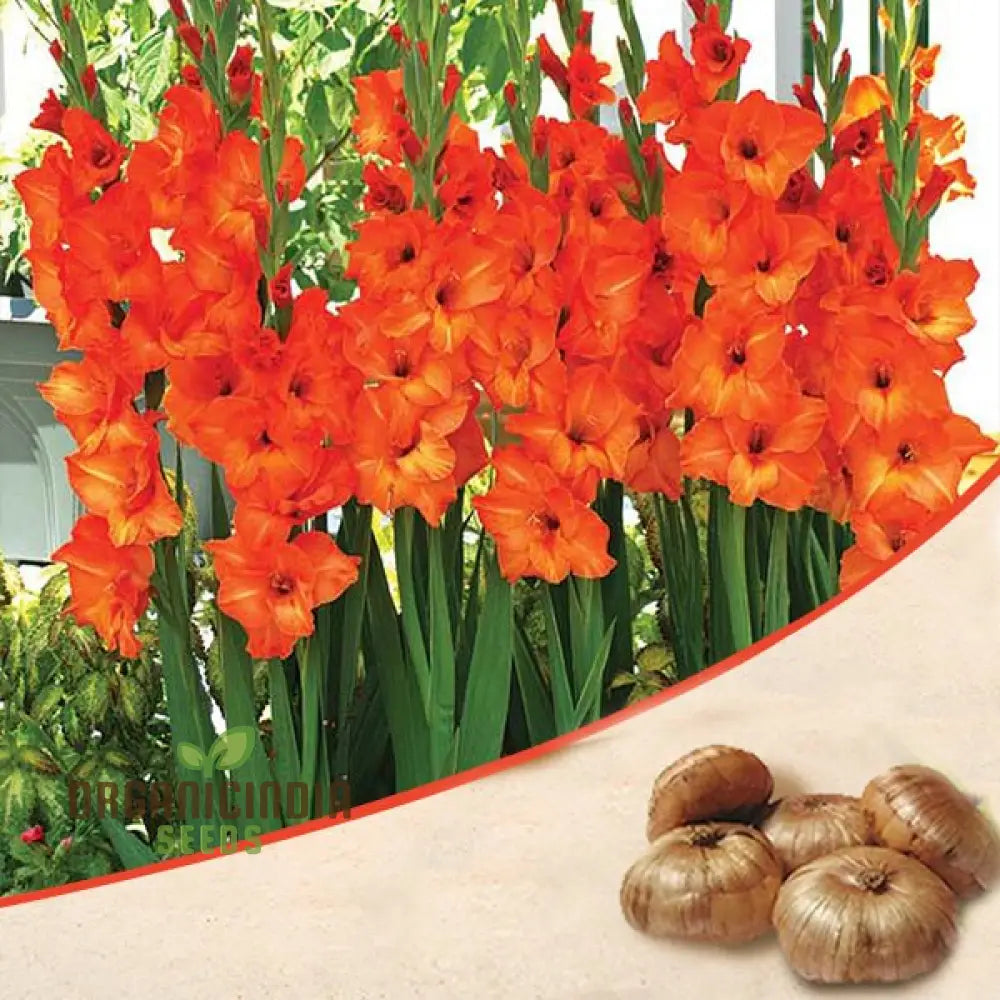 Blooming Beauty Gladiolus Flower Seeds For Gardening And Planting - 100 Pcs Orange Gladioli Bulbs