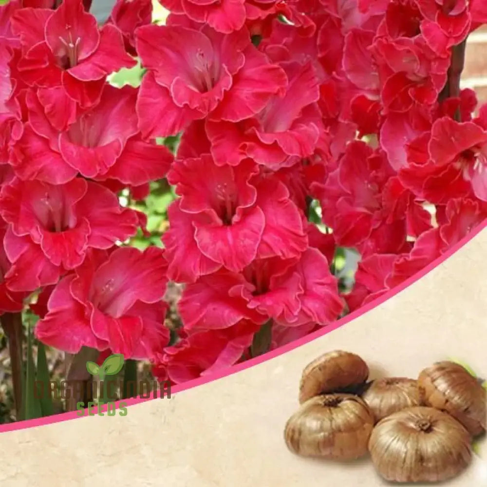 Blooming Beauty Gladiolus Flower Seeds For Gardening And Planting - 100 Pcs Pink Gladioli Bulbs