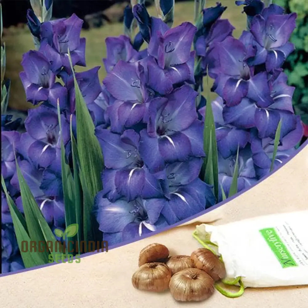 Blooming Beauty Gladiolus Flower Seeds For Gardening And Planting - 100 Pcs Royal Blue Gladioli