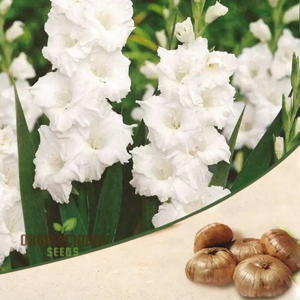 Blooming Beauty Gladiolus Flower Seeds For Gardening And Planting - 100 Pcs White Gladioli Bulbs