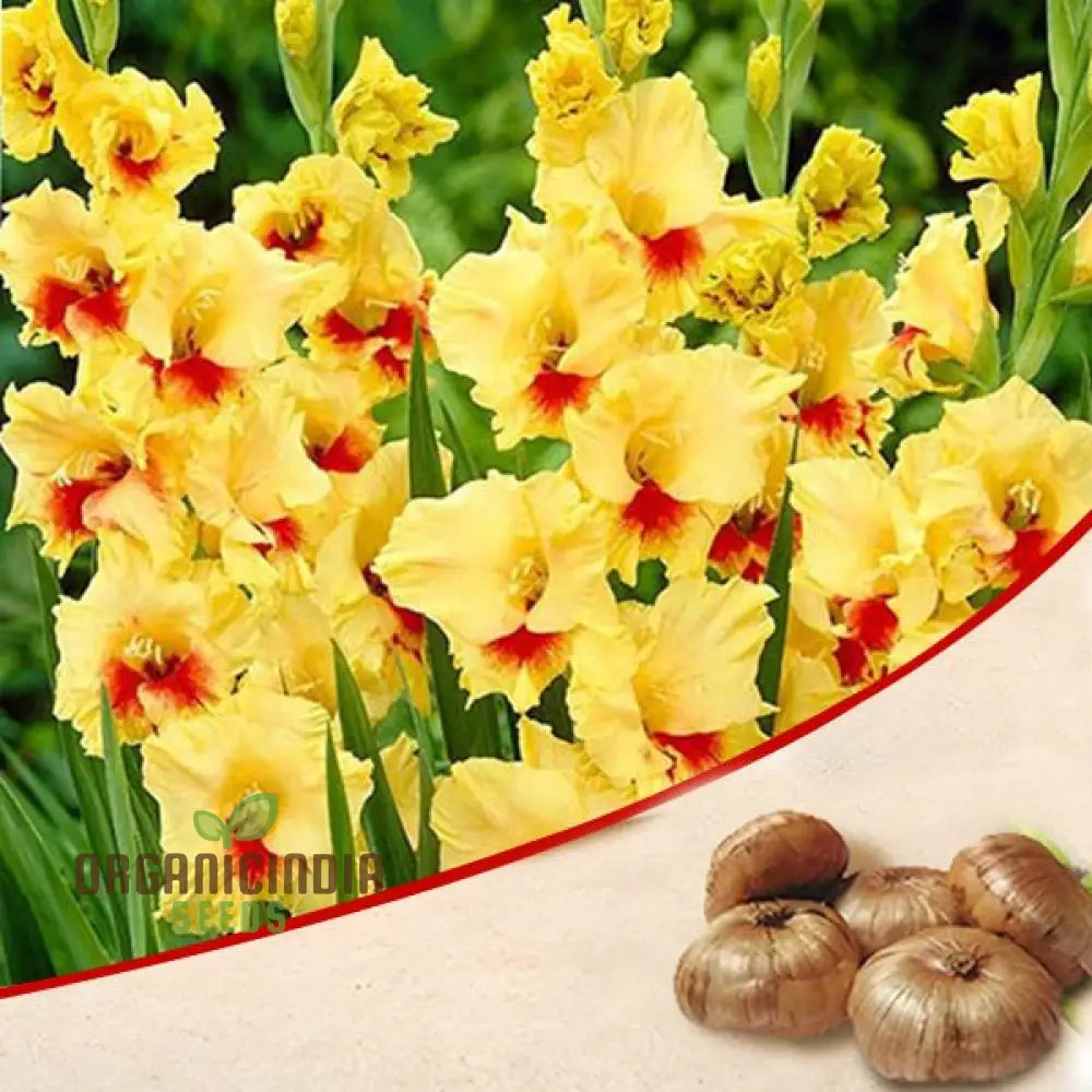 Blooming Beauty Gladiolus Flower Seeds For Gardening And Planting - 100 Pcs Yellow Gladioli Bulbs