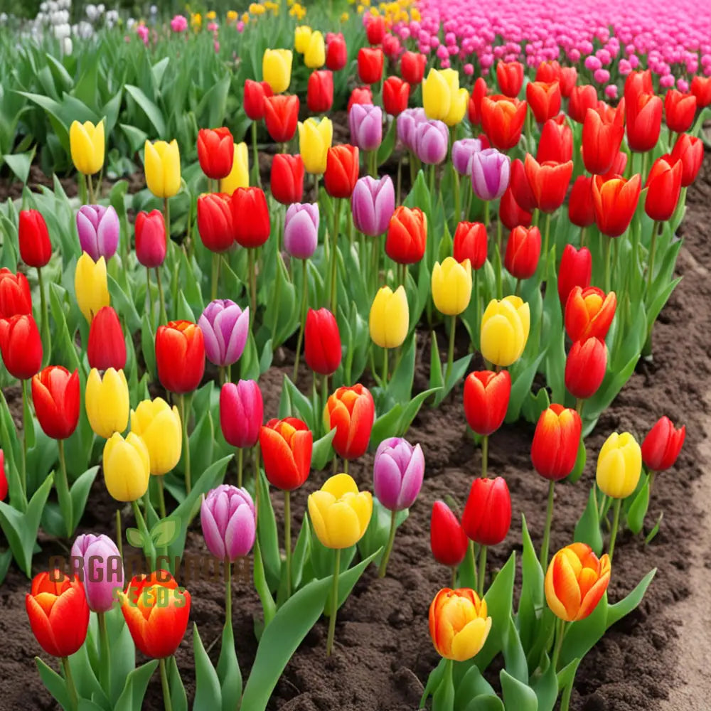 Blooming Beauty Tulip Flower Seeds For Your Spring Garden - Perennial Potted Plants Planting