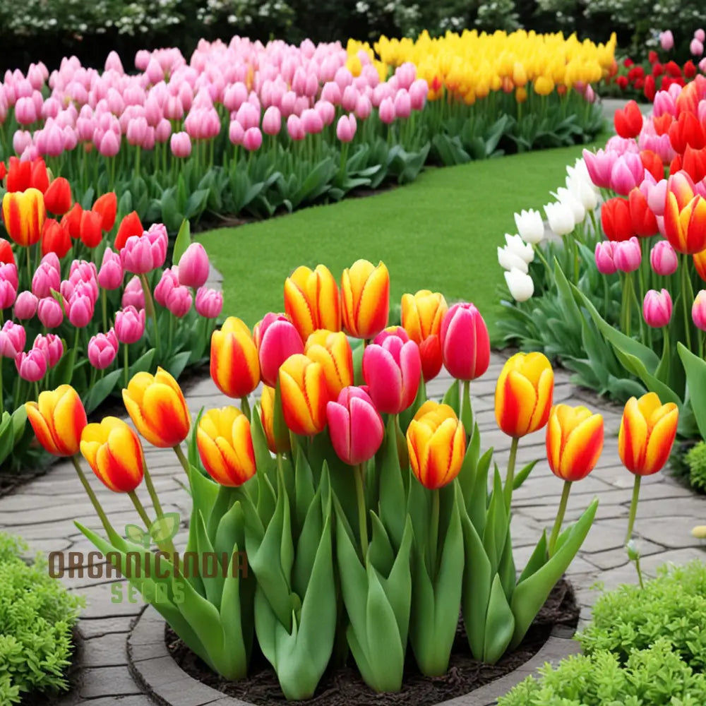 Blooming Beauty Tulip Flower Seeds For Your Spring Garden - Perennial Potted Plants Planting