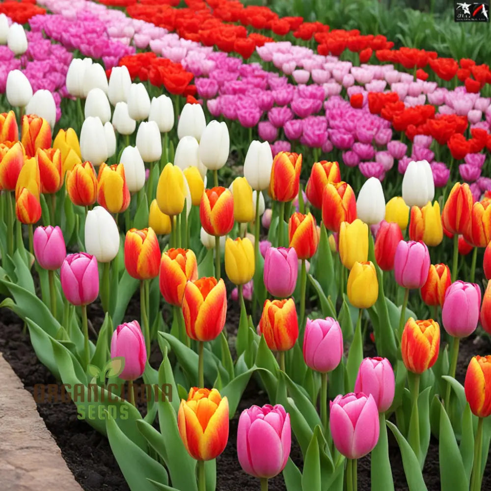 Blooming Beauty Tulip Flower Seeds For Your Spring Garden - Perennial Potted Plants Planting