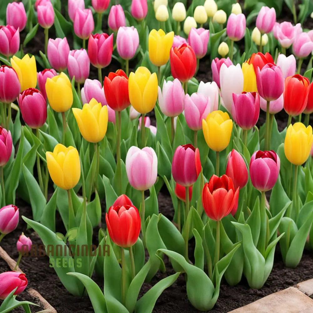 Blooming Beauty Tulip Flower Seeds For Your Spring Garden - Perennial Potted Plants Planting