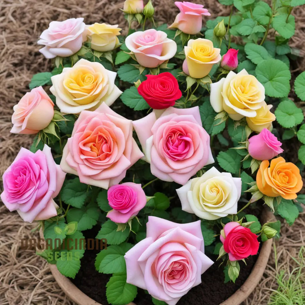 Blooming Diversity Mixed Rose Flower Seeds Non-Gmo Varieties For Your Garden Delight Perennials