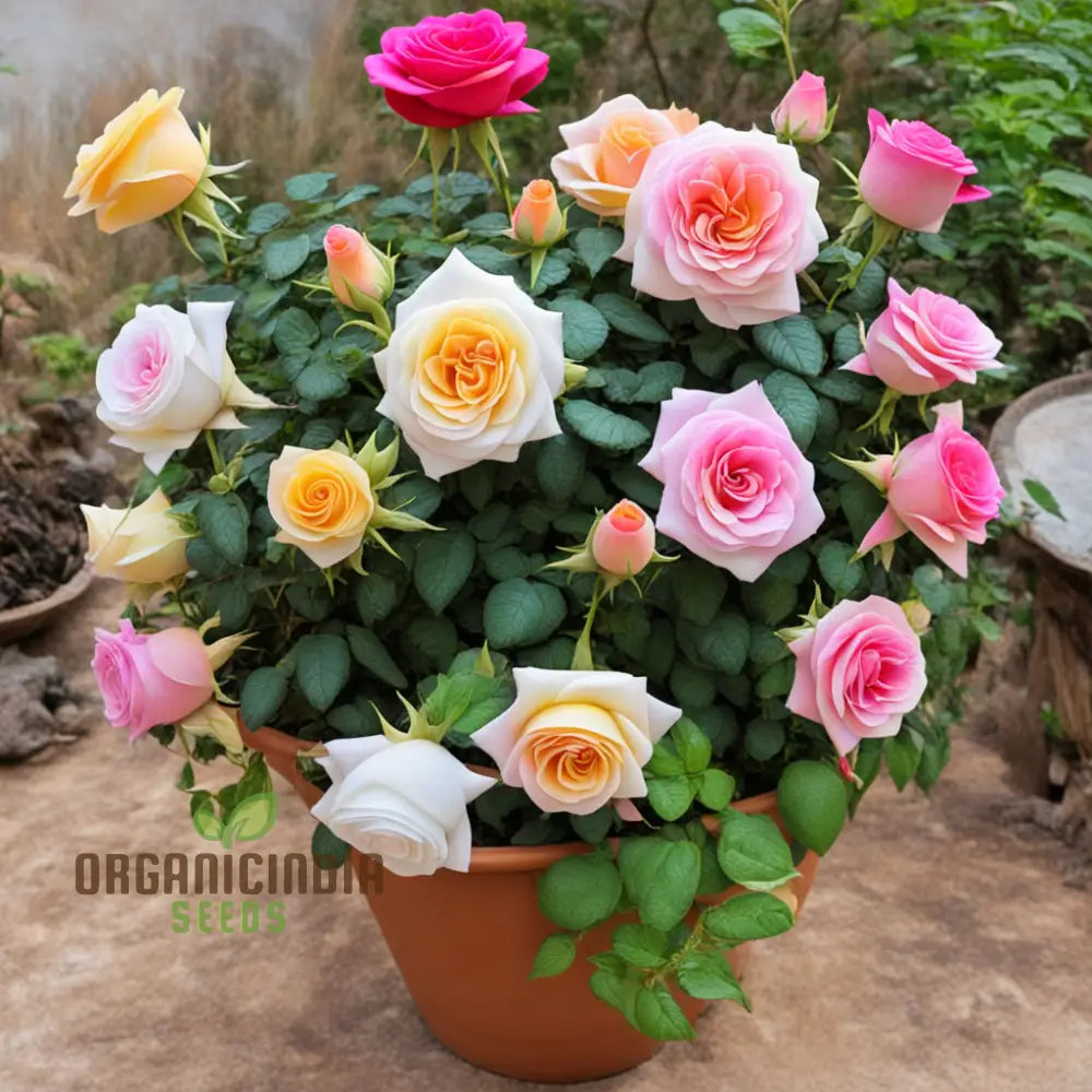 Blooming Diversity Mixed Rose Flower Seeds Non-Gmo Varieties For Your Garden Delight Perennials