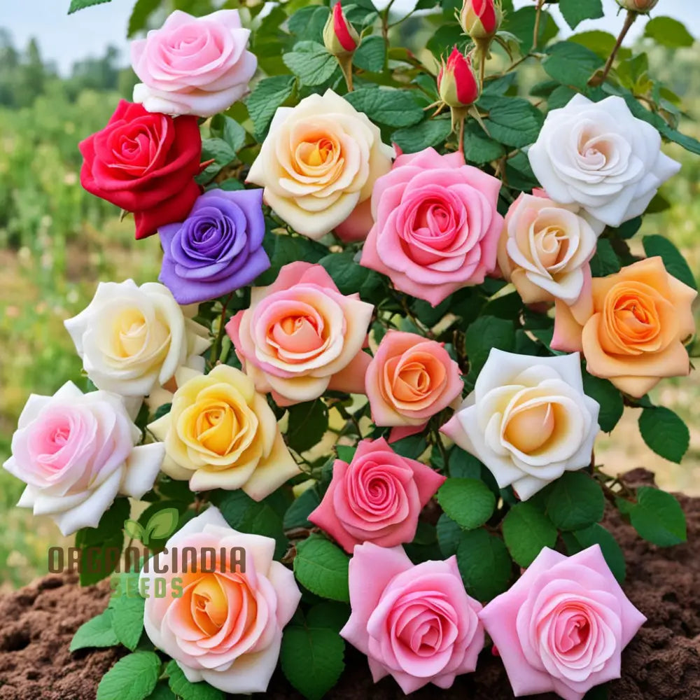 Blooming Diversity Mixed Rose Flower Seeds Non-Gmo Varieties For Your Garden Delight Perennials