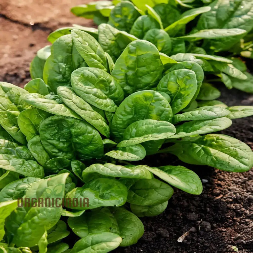 Bloomsdale Spinach Vegetable Seeds Premium Quality For Your Garden Ideal Home Gardening