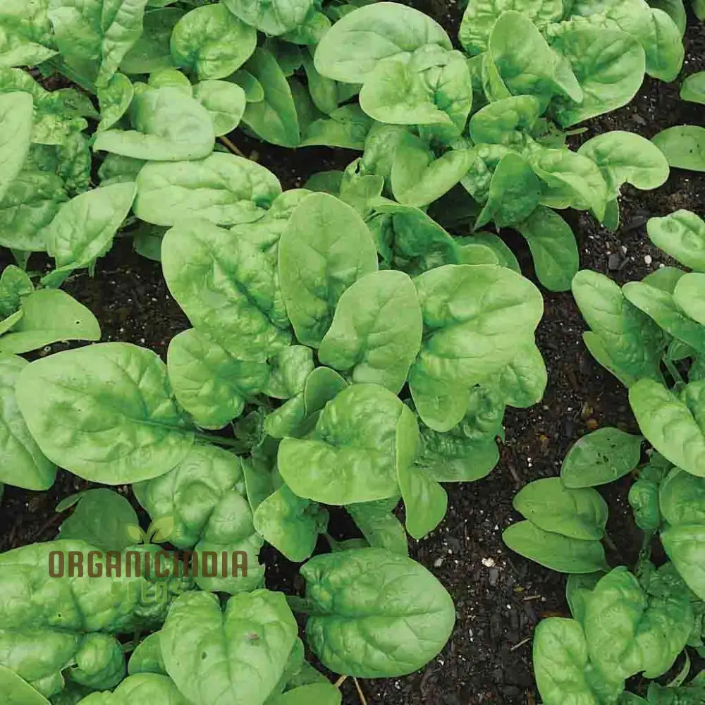 Bloomsdale Spinach Vegetable Seeds Premium Quality For Your Garden Ideal Home Gardening