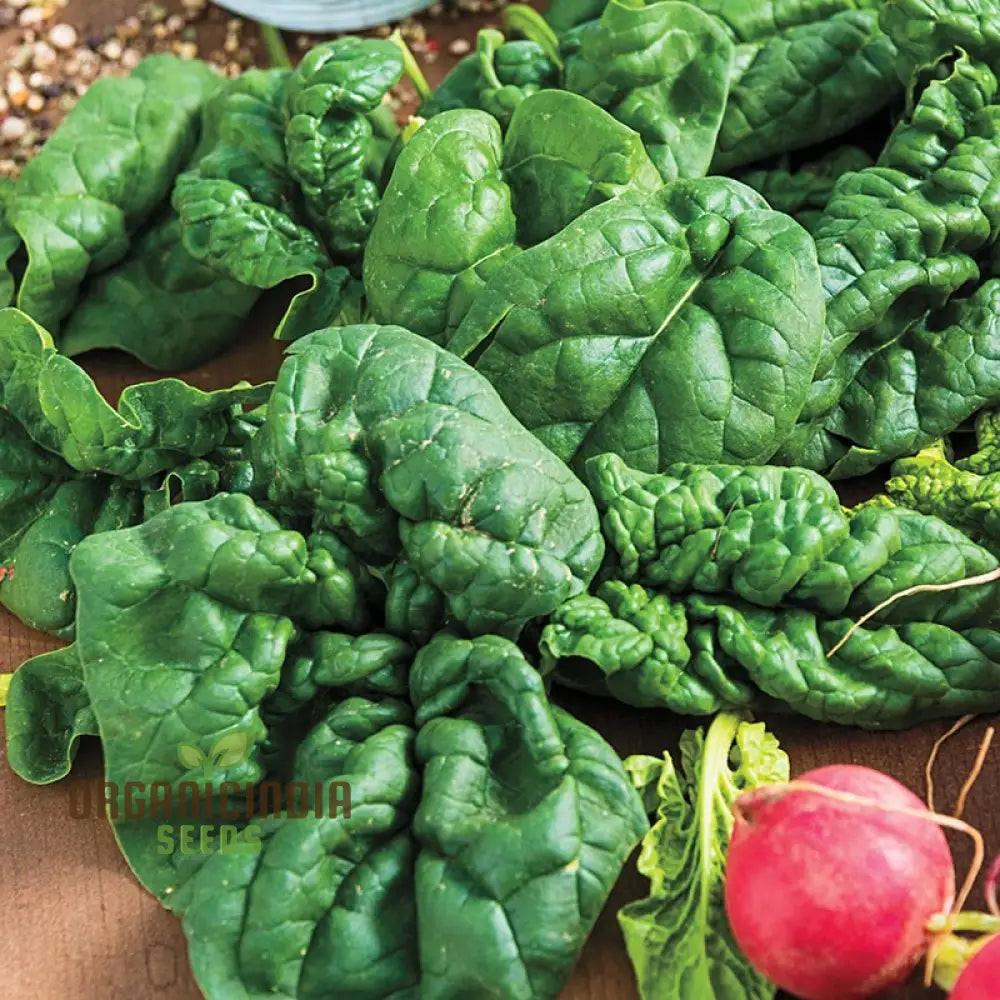 Bloomsdale Spinach Vegetable Seeds Premium Quality For Your Garden Ideal Home Gardening