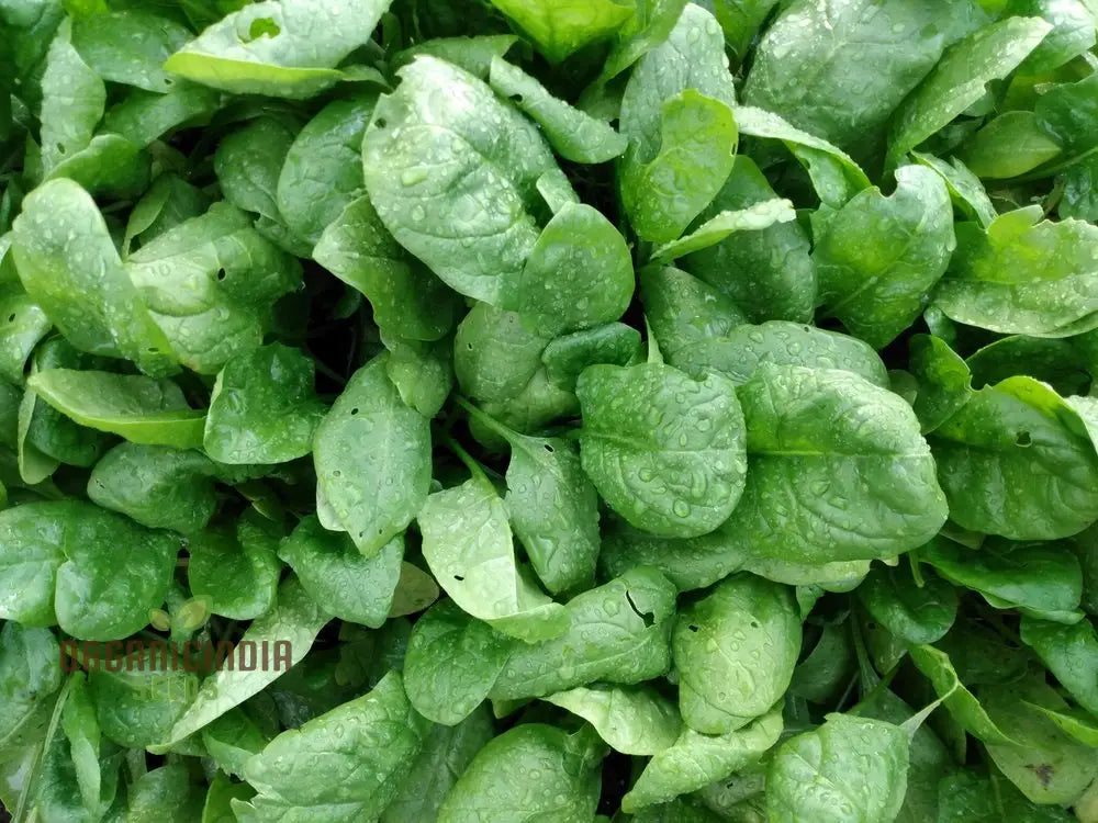 Bloomsdale Spinach Vegetable Seeds Premium Quality For Your Garden Ideal Home Gardening