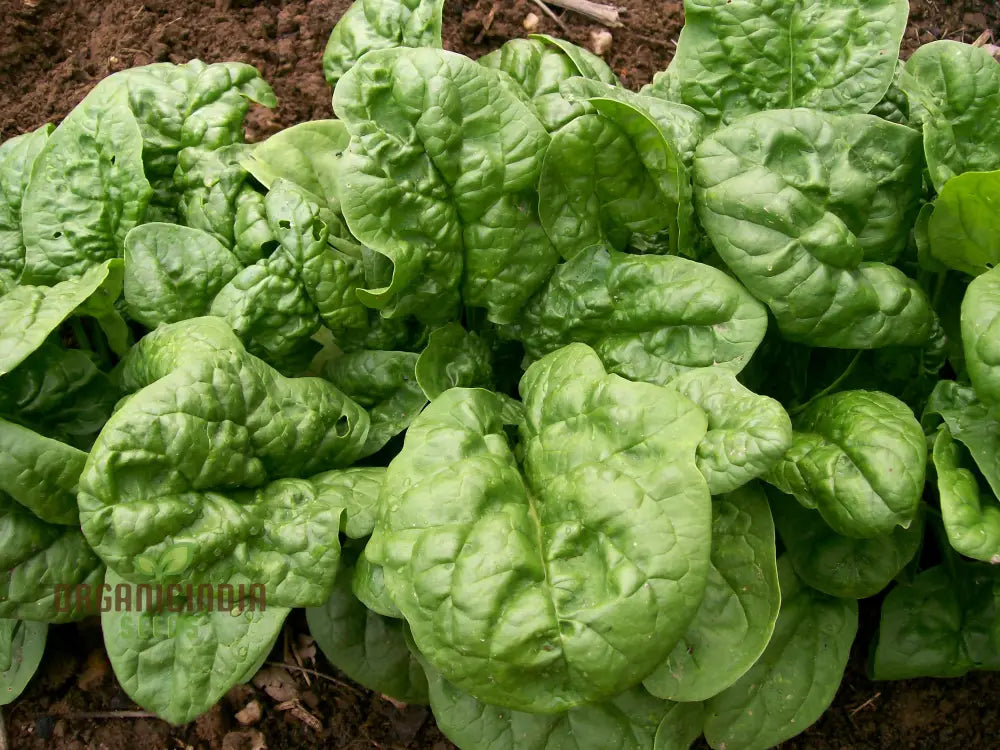 Bloomsdale Spinach Vegetable Seeds Premium Quality For Your Garden Ideal Home Gardening