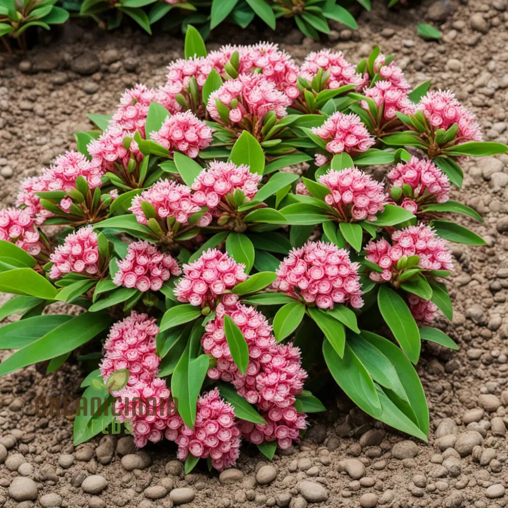 Blossom With Grace: Pink Laurel Flower Seeds - Add Elegance To Your Garden Perennials