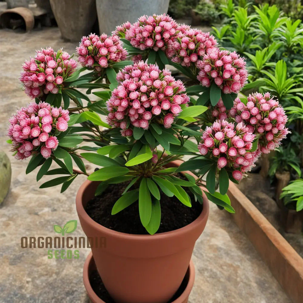 Blossom With Grace: Pink Laurel Flower Seeds - Add Elegance To Your Garden Perennials