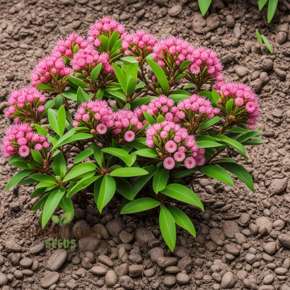 Blossom With Grace: Pink Laurel Flower Seeds - Add Elegance To Your Garden Perennials