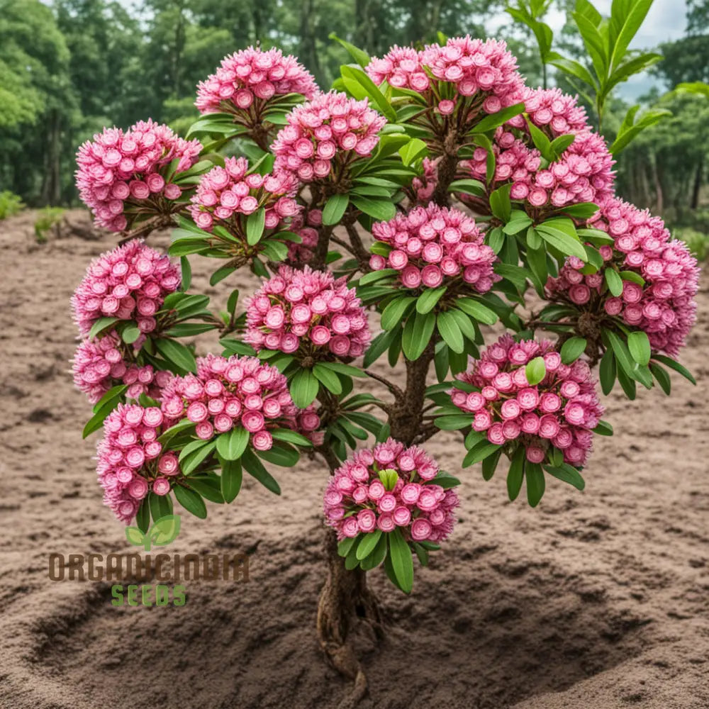 Blossom With Grace: Pink Laurel Flower Seeds - Add Elegance To Your Garden Perennials