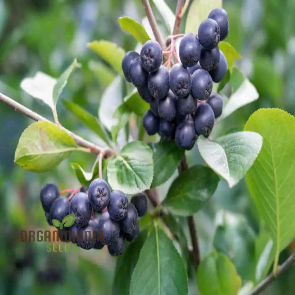 Blossom Your Garden With Aronia Berries Planting Chokeberry Fruit Seeds