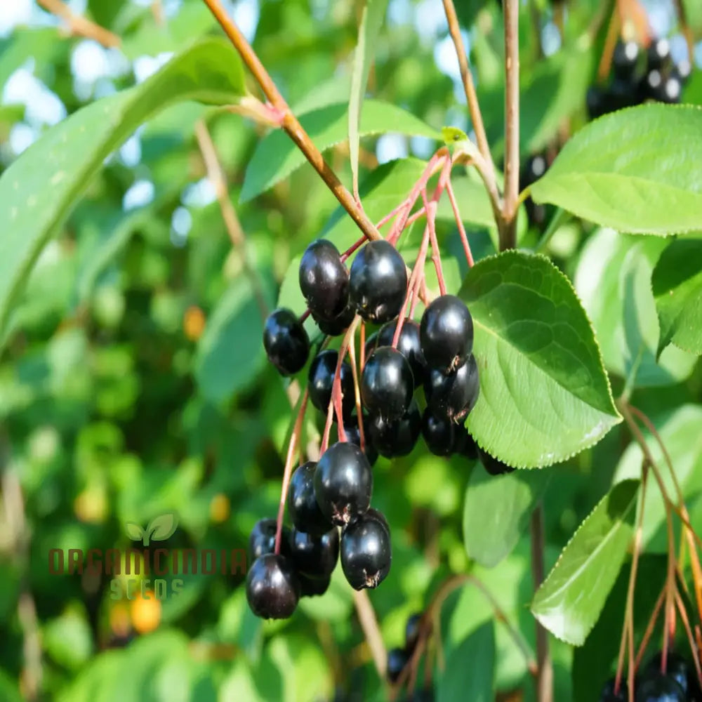 Blossom Your Garden With Aronia Berries Planting Chokeberry Fruit Seeds