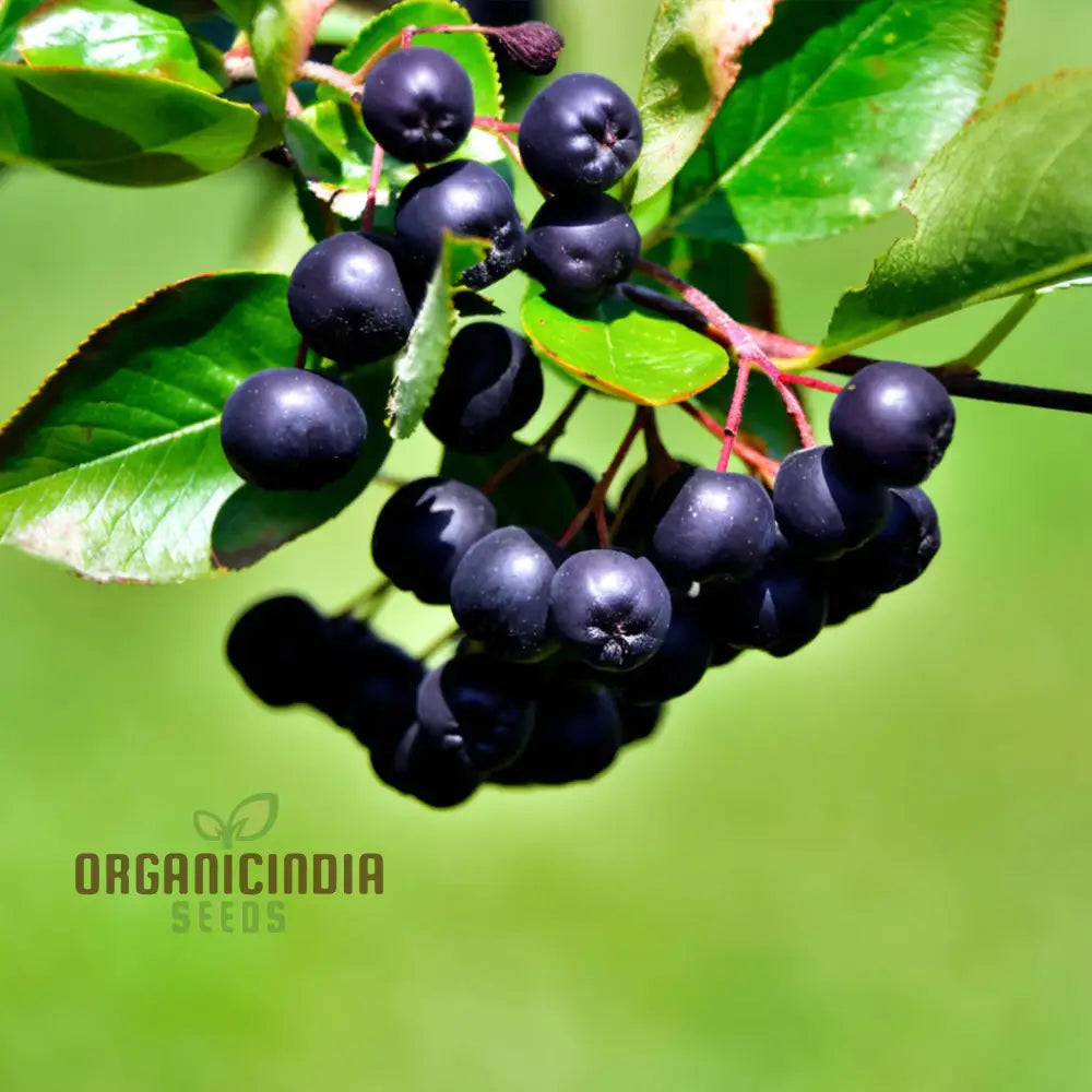 Blossom Your Garden With Aronia Berries Planting Chokeberry Fruit Seeds