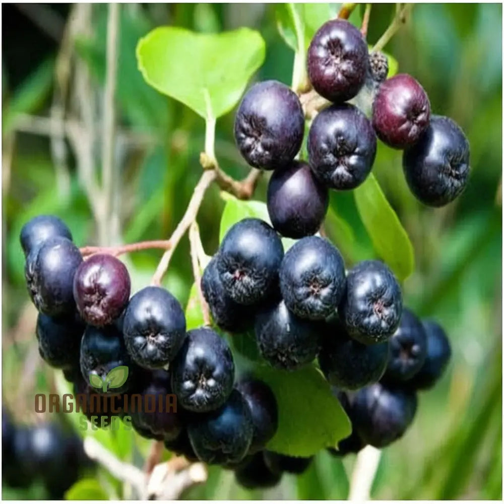 Blossom Your Garden With Aronia Berries Planting Chokeberry Fruit Seeds