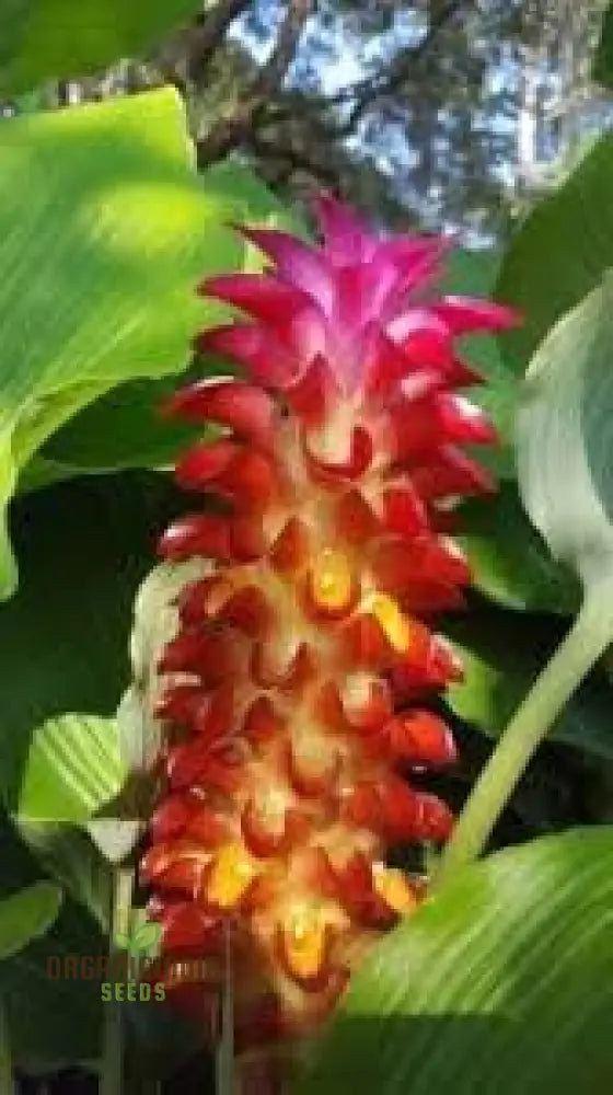 Blossom Your Garden With New Fresh Beehive Ginger Flower Seeds Cultivate Nature’s Beauty Perennials