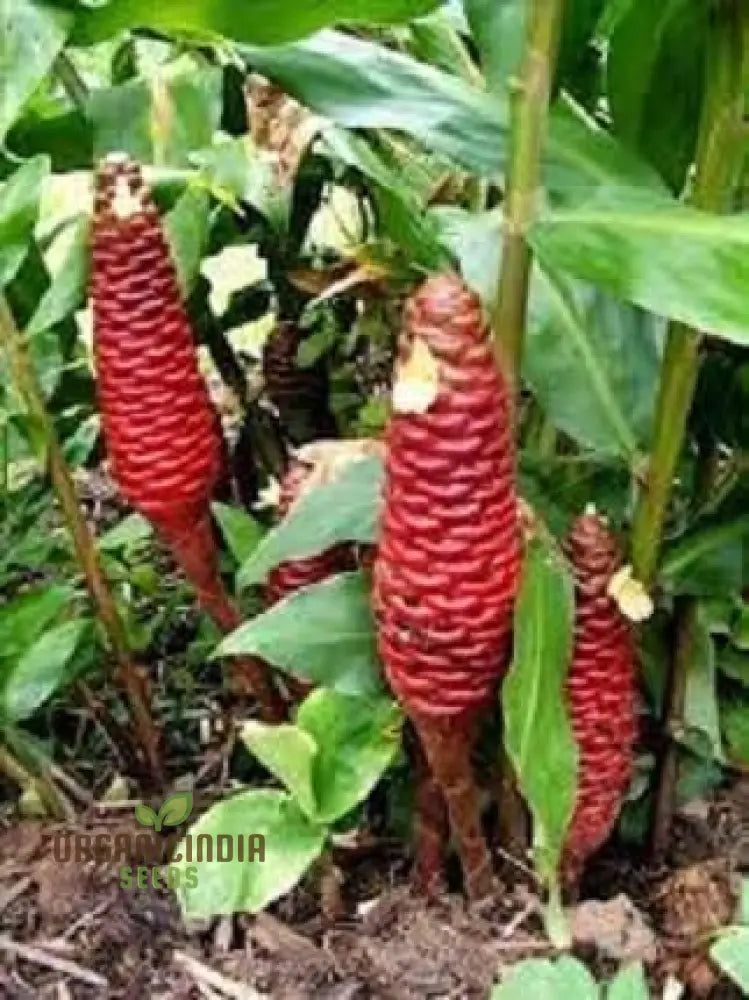 Blossom Your Garden With New Fresh Beehive Ginger Flower Seeds Cultivate Nature’s Beauty Perennials