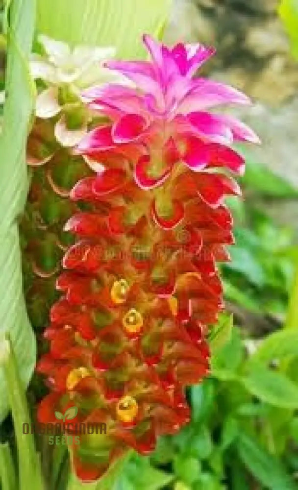 Blossom Your Garden With New Fresh Beehive Ginger Flower Seeds Cultivate Nature’s Beauty Perennials