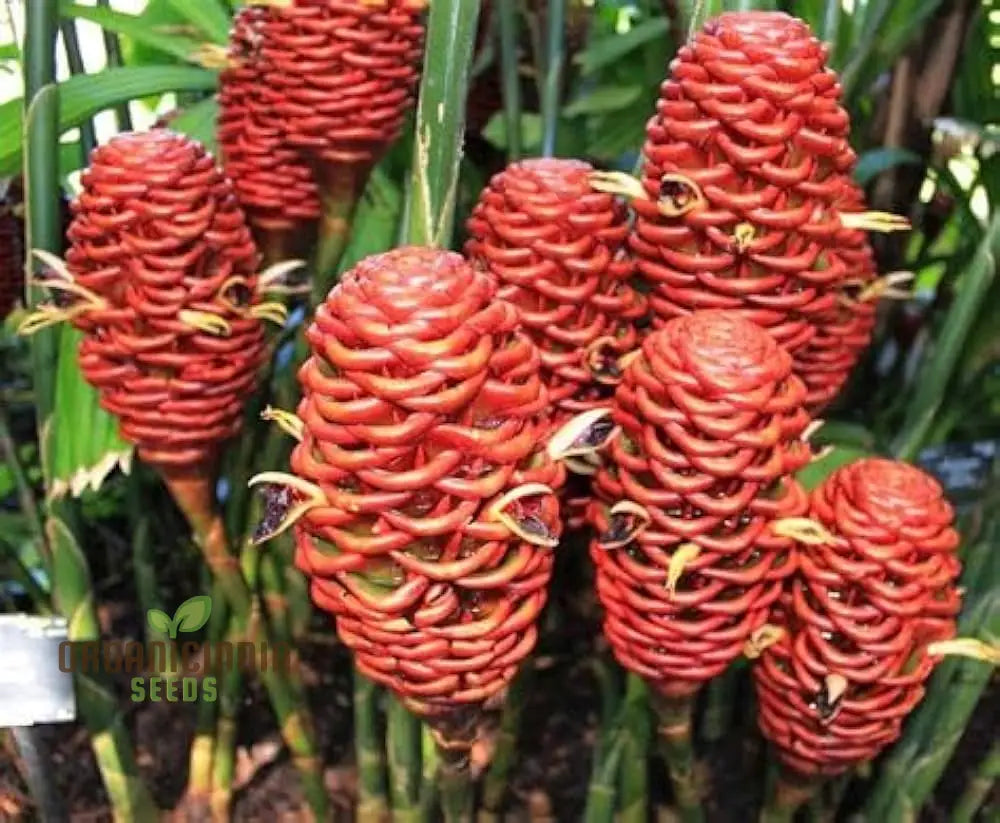 Blossom Your Garden With New Fresh Beehive Ginger Flower Seeds Cultivate Nature’s Beauty Perennials