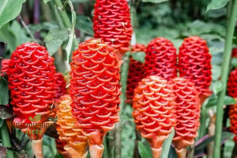 Blossom Your Garden With New Fresh Beehive Ginger Flower Seeds Cultivate Nature’s Beauty Perennials