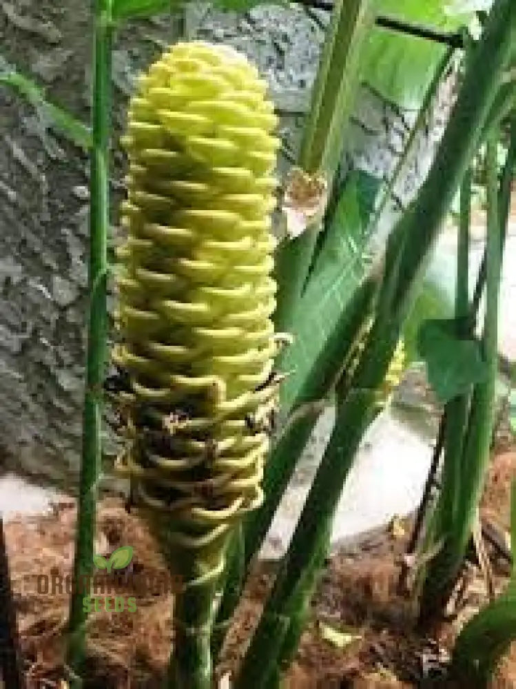 Blossom Your Garden With New Fresh Beehive Ginger Flower Seeds Cultivate Nature’s Beauty Perennials