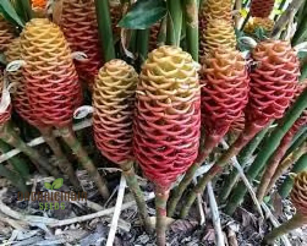 Blossom Your Garden With New Fresh Beehive Ginger Flower Seeds Cultivate Nature’s Beauty Perennials