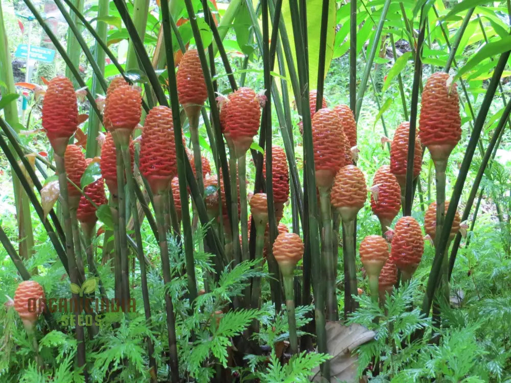 Blossom Your Garden With New Fresh Beehive Ginger Flower Seeds Cultivate Nature’s Beauty Perennials