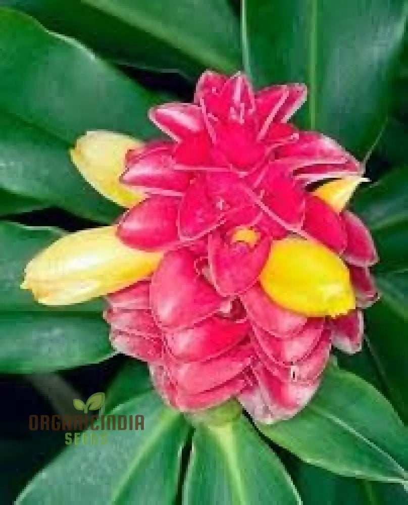 Blossom Your Garden With New Fresh Beehive Ginger Flower Seeds Cultivate Nature’s Beauty Perennials