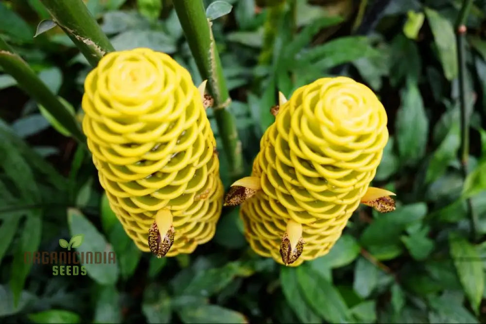 Blossom Your Garden With New Fresh Beehive Ginger Flower Seeds Cultivate Nature’s Beauty Perennials