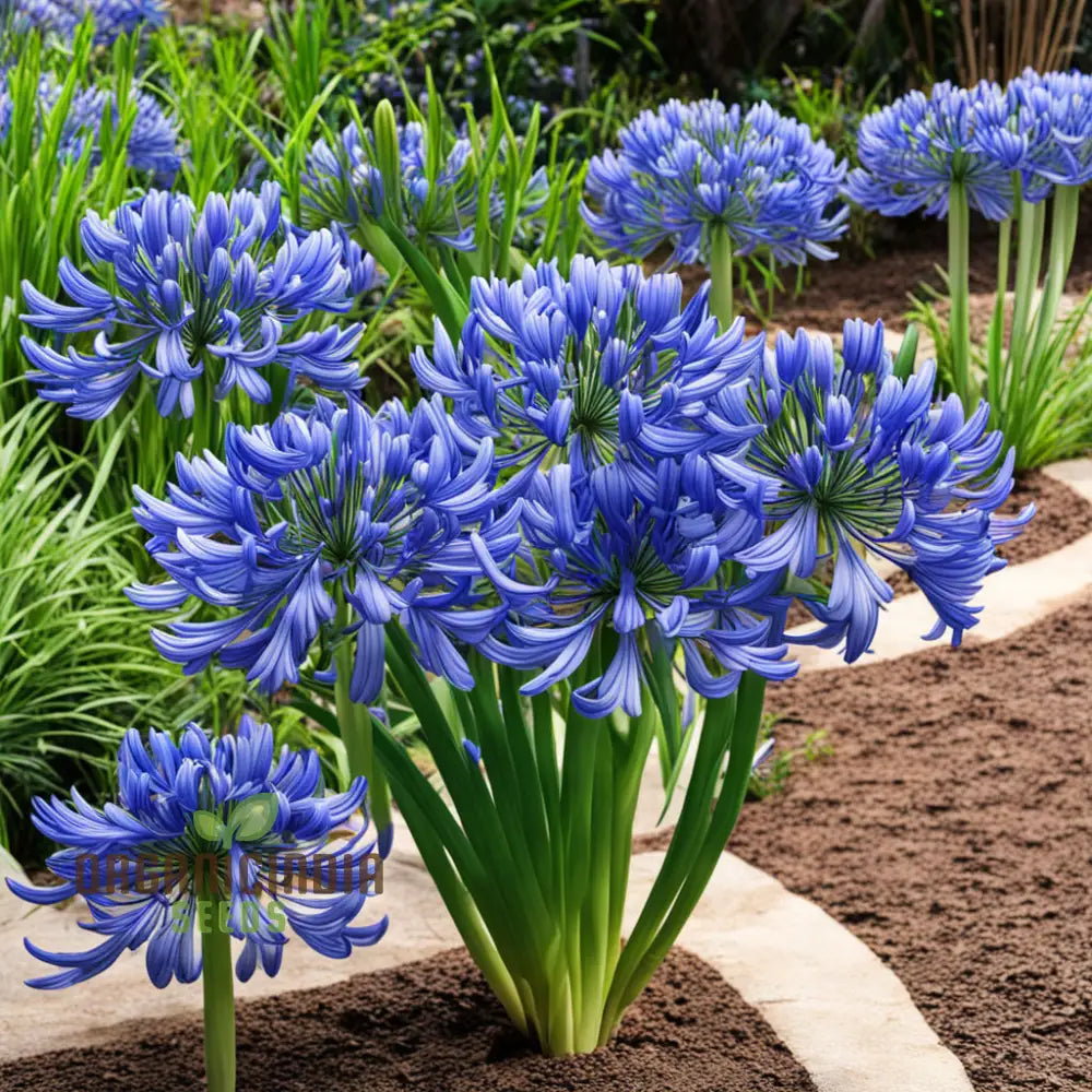 Blue Agapanthus Flower Seeds Bring Vibrant Blooms To Your Garden With Premium Flower For Planting