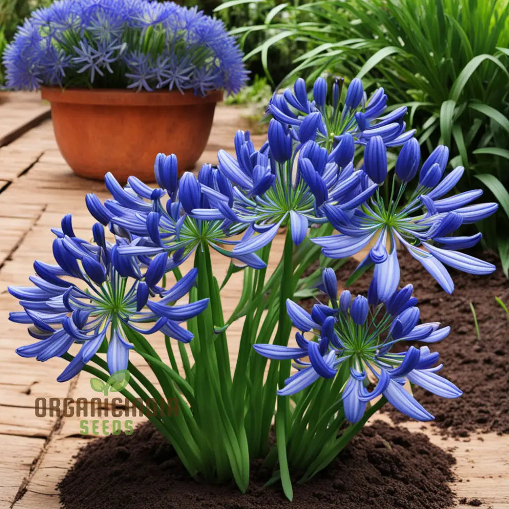 Blue Agapanthus Flower Seeds Bring Vibrant Blooms To Your Garden With Premium Flower For Planting